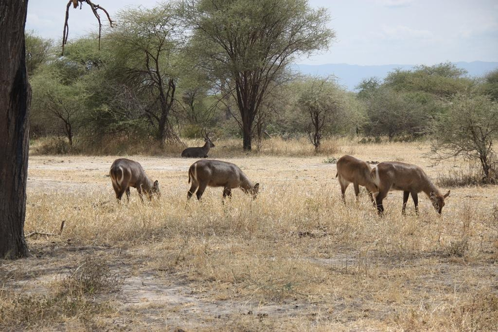 Tarangire National Park Tanzania. Andrey Filippov Photographer