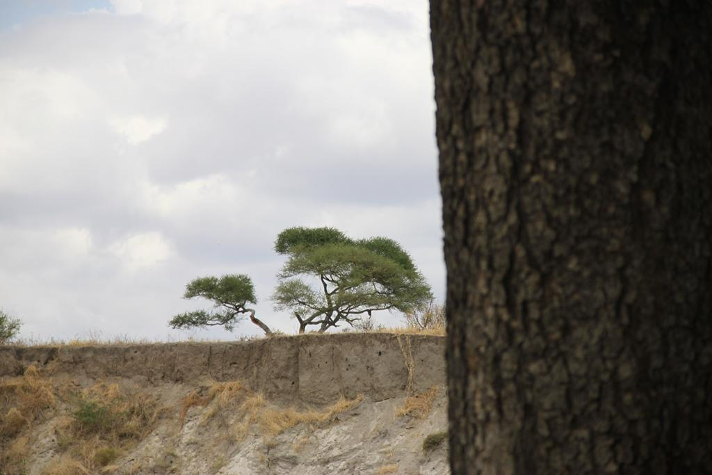 Tarangire National Park Tanzania. Andrey Filippov Photographer