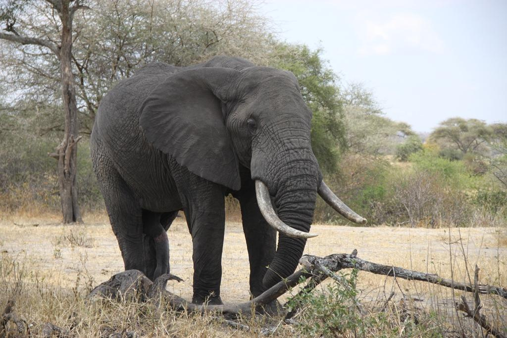 Tarangire National Park Tanzania. Andrey Filippov Photographer
