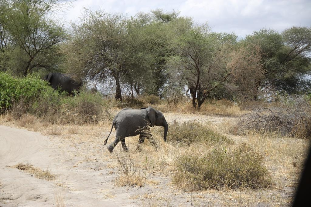 Tarangire National Park Tanzania. Andrey Filippov Photographer