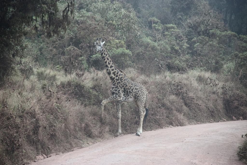 Ngorongoro Conservation Area. Andrey Filippov Photographer