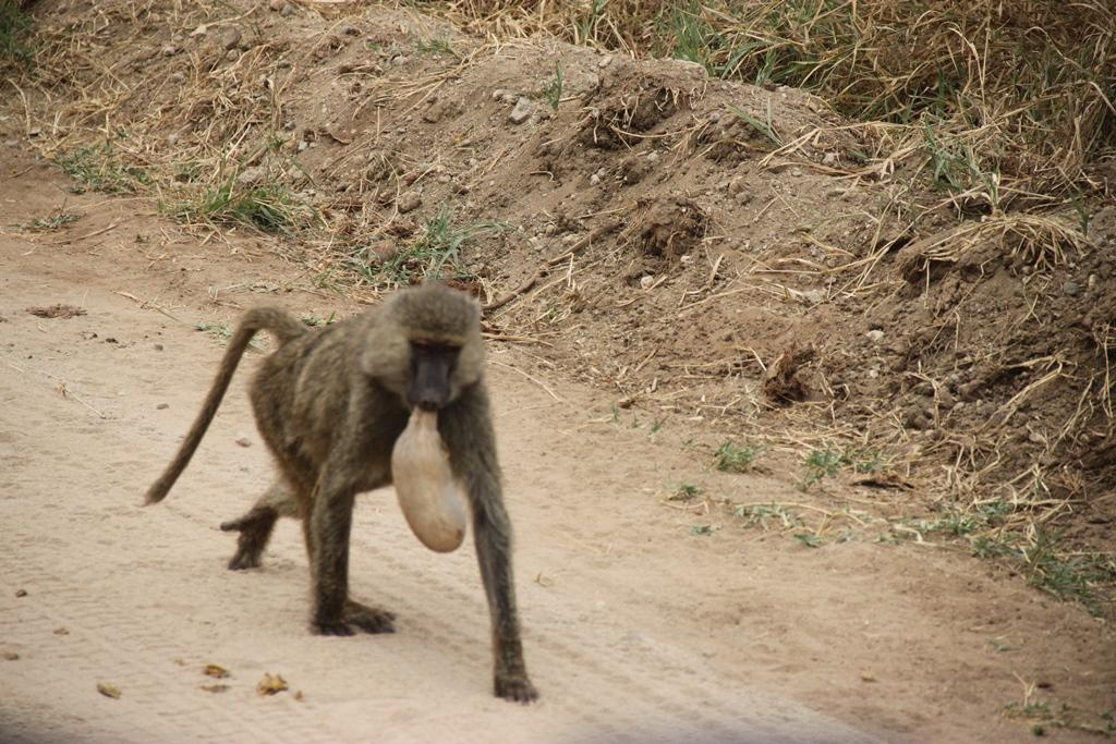 Tarangire National Park Tanzania. Andrey Filippov Photographer
