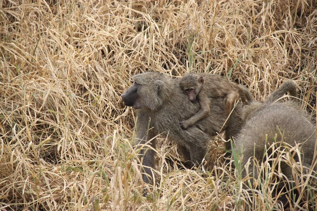 Tarangire National Park Tanzania. Andrey Filippov Photographer