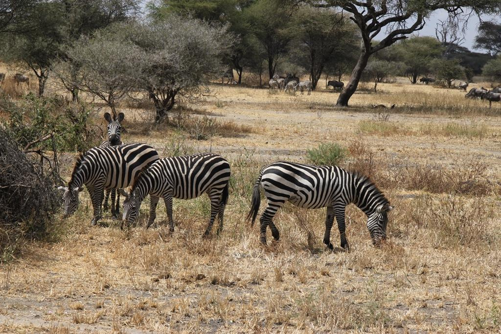 Tarangire National Park Tanzania. Andrey Filippov Photographer