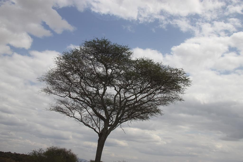 Tarangire National Park Tanzania. Andrey Filippov Photographer