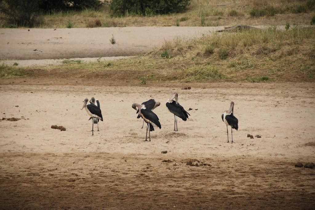 Tarangire National Park Tanzania. Andrey Filippov Photographer