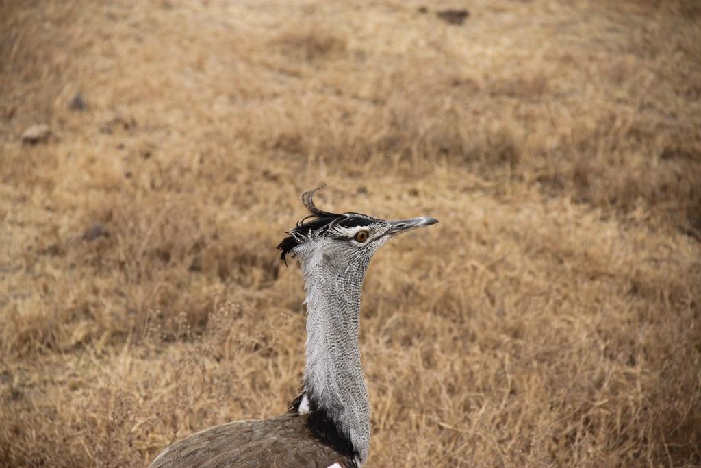 Ngorongoro Conservation Area. Andrey Filippov Photographer