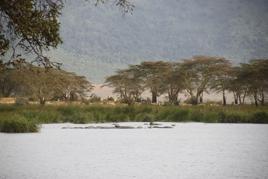 Ngorongoro Conservation Area. Andrey Filippov Photographer
