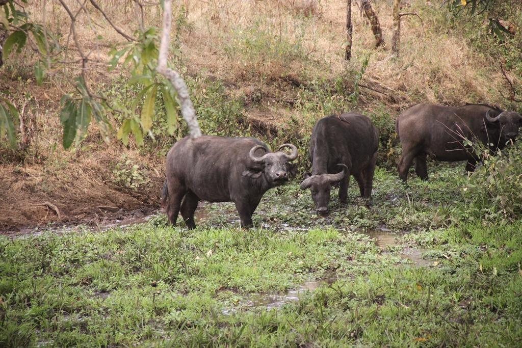 Ngorongoro Conservation Area. Andrey Filippov Photographer