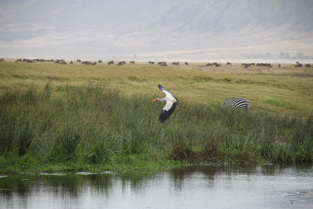 Ngorongoro Conservation Area. Andrey Filippov Photographer