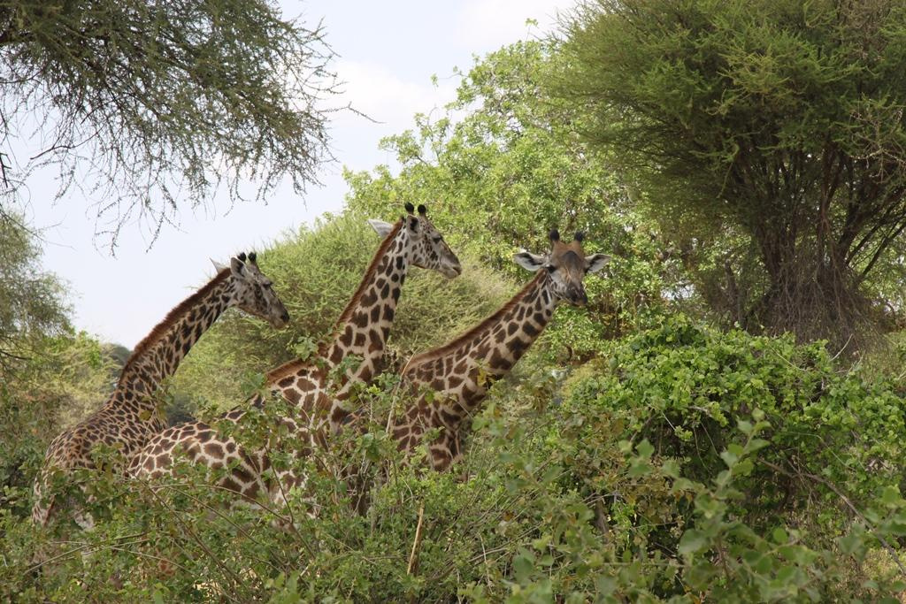 Tarangire National Park Tanzania. Andrey Filippov Photographer