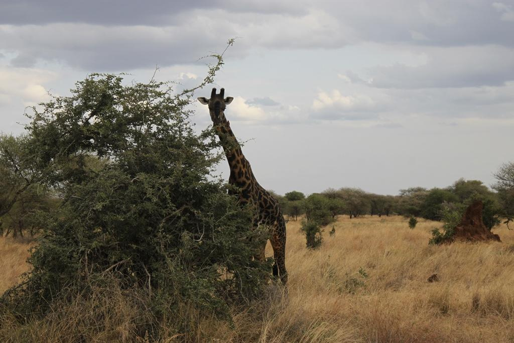 Tarangire National Park Tanzania. Andrey Filippov Photographer