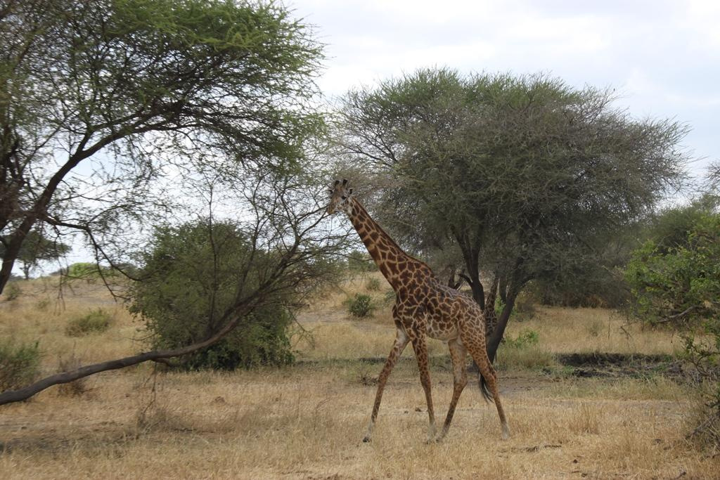Tarangire National Park Tanzania. Andrey Filippov Photographer