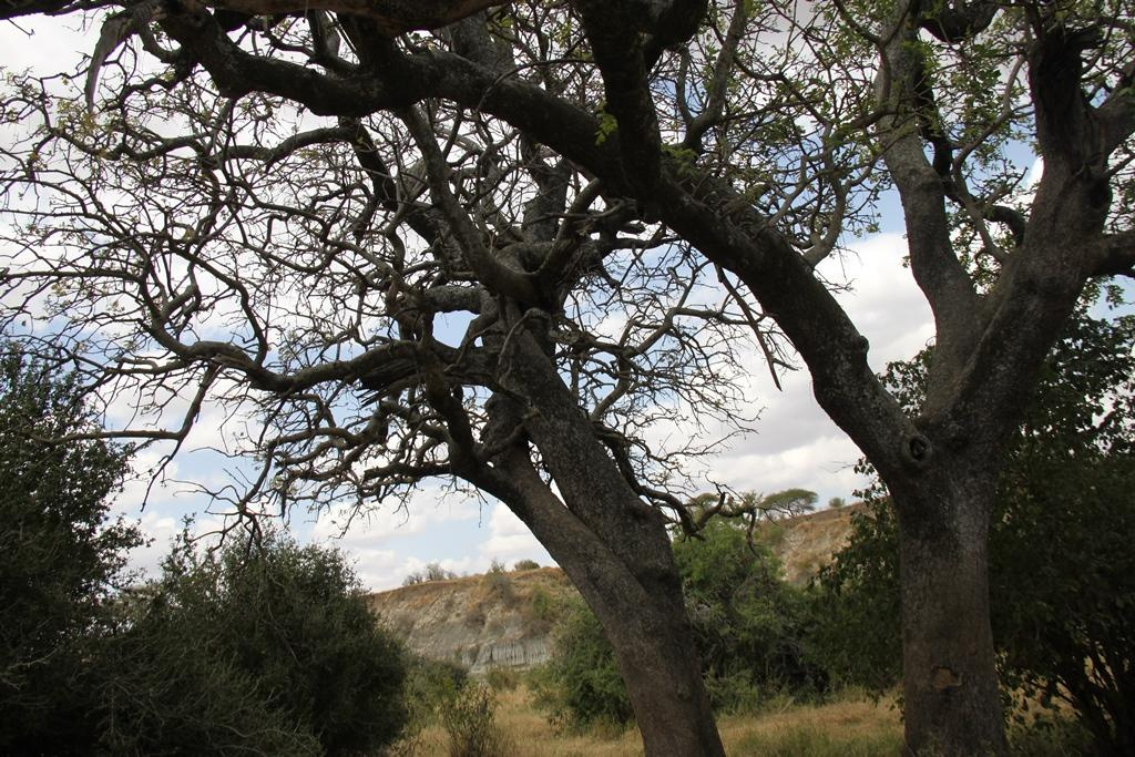 Tarangire National Park Tanzania. Andrey Filippov Photographer