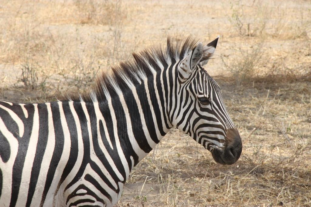 Tarangire National Park Tanzania. Andrey Filippov Photographer