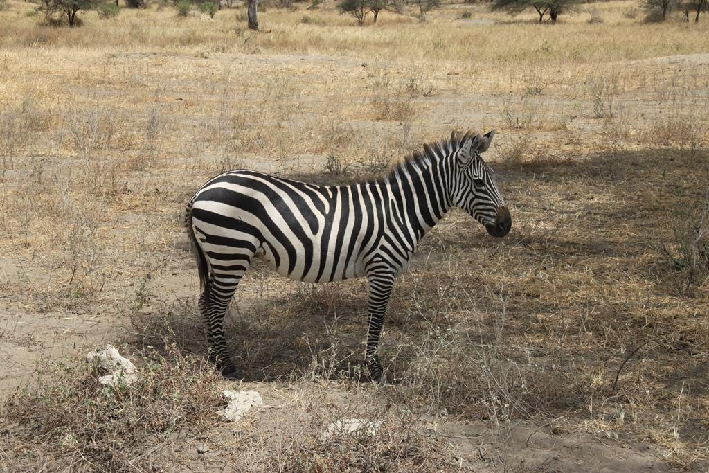 Tarangire National Park Tanzania. Andrey Filippov Photographer
