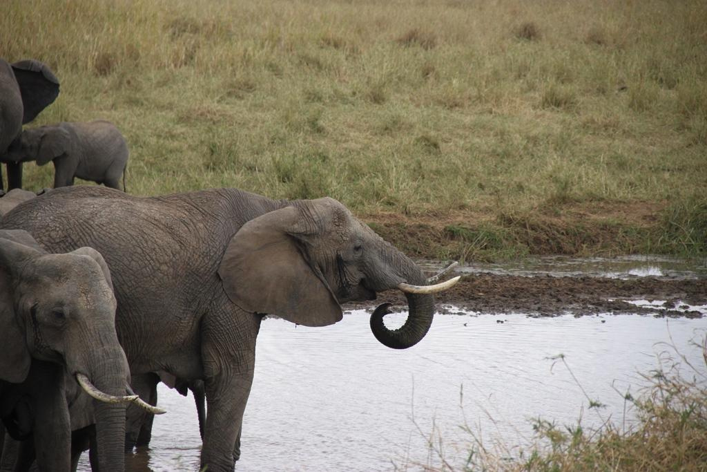 Tarangire National Park Tanzania. Andrey Filippov Photographer
