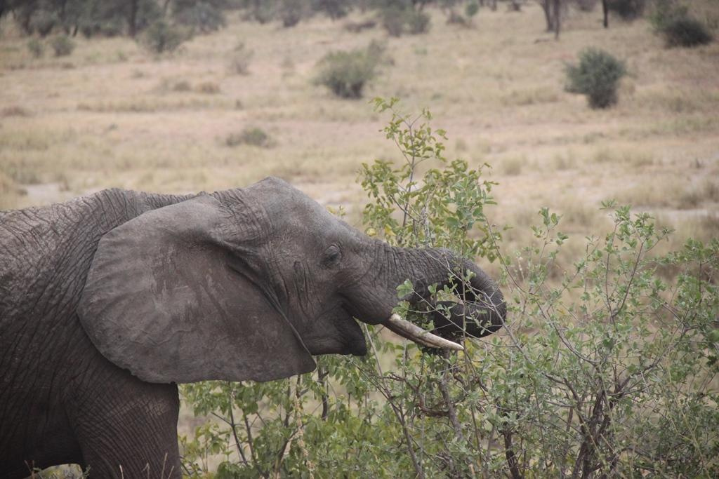 Tarangire National Park Tanzania. Andrey Filippov Photographer