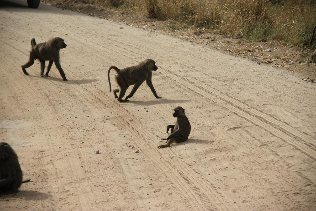 Tarangire National Park Tanzania. Andrey Filippov Photographer