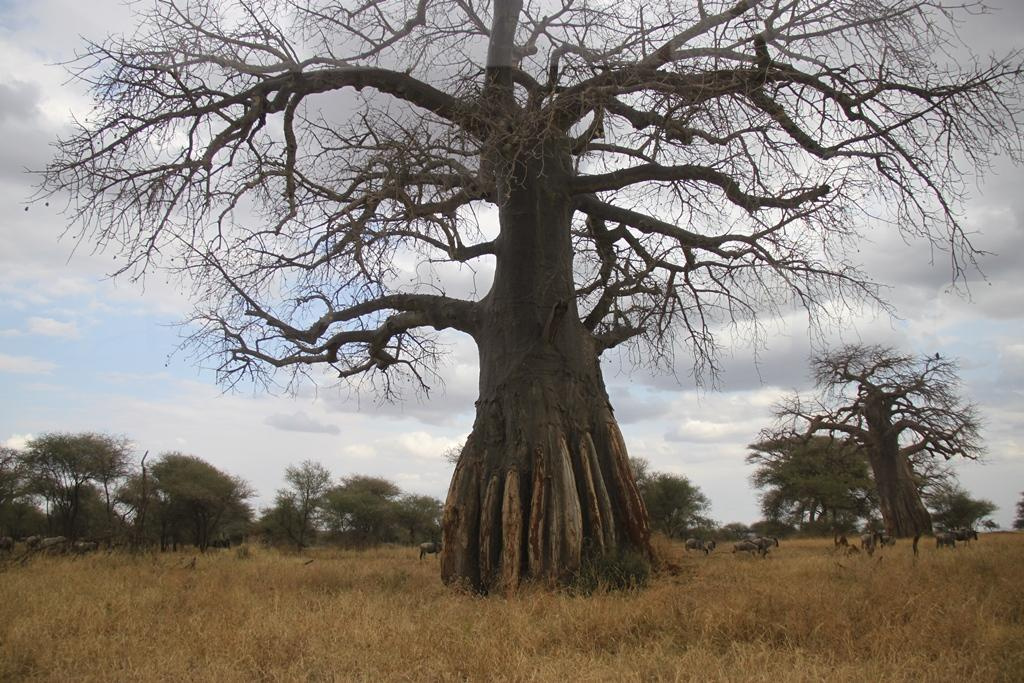 Tarangire National Park Tanzania. Andrey Filippov Photographer