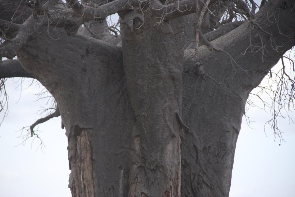 Tarangire National Park Tanzania. Andrey Filippov Photographer
