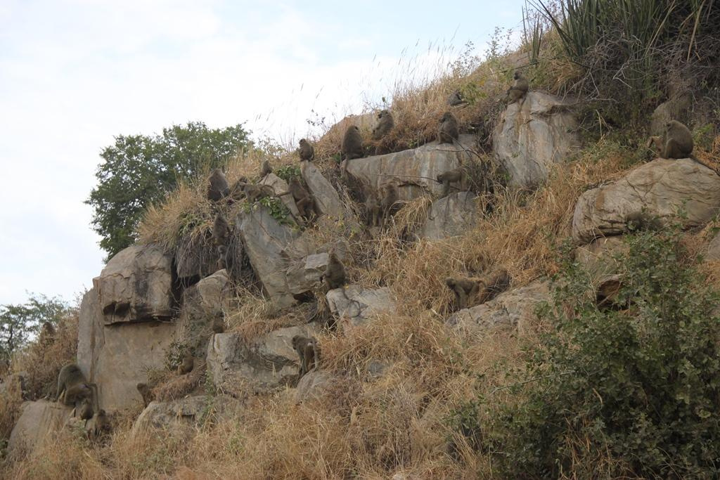 Tarangire National Park Tanzania. Andrey Filippov Photographer