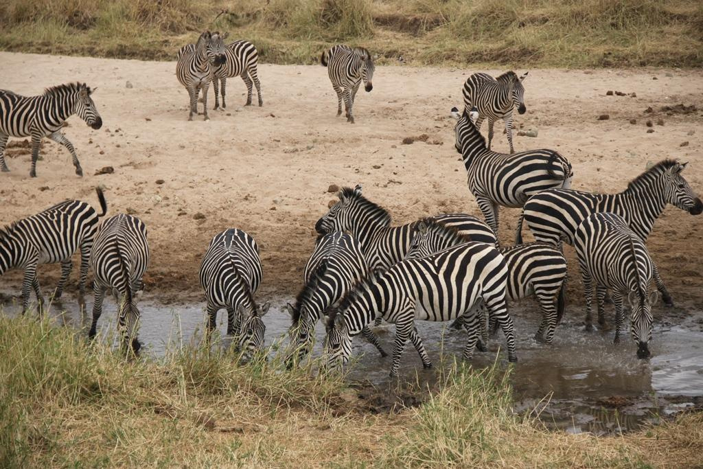 Tarangire National Park Tanzania. Andrey Filippov Photographer