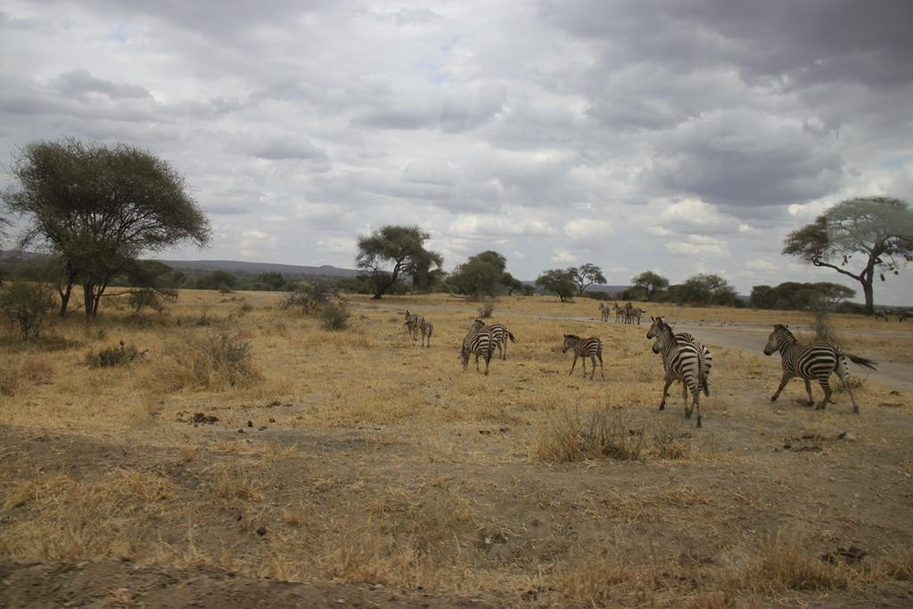 Tarangire National Park Tanzania. Andrey Filippov Photographer