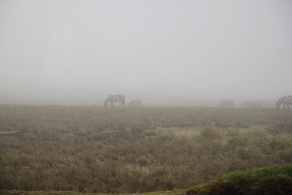 Ngorongoro Conservation Area. Andrey Filippov Photographer