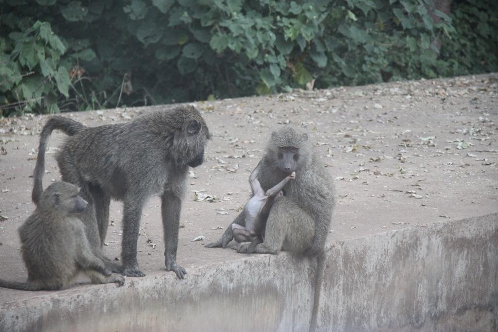 Ngorongoro Conservation Area. Andrey Filippov Photographer