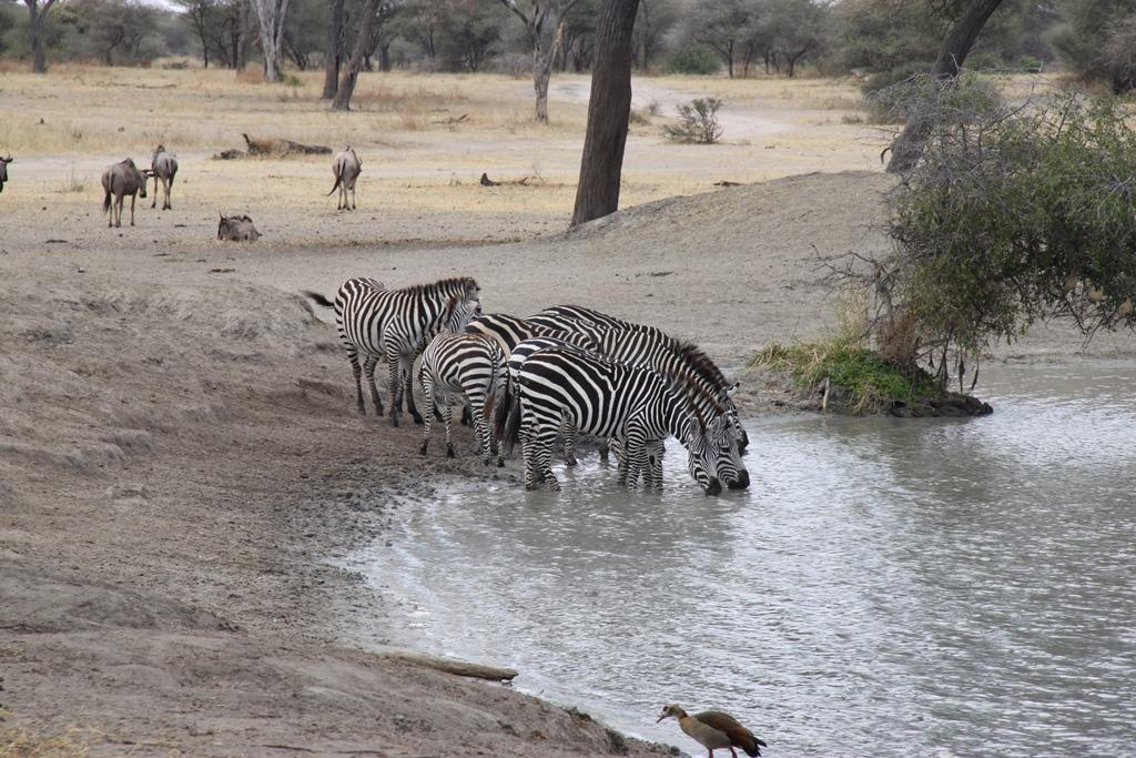 Tarangire National Park Tanzania. Andrey Filippov Photographer
