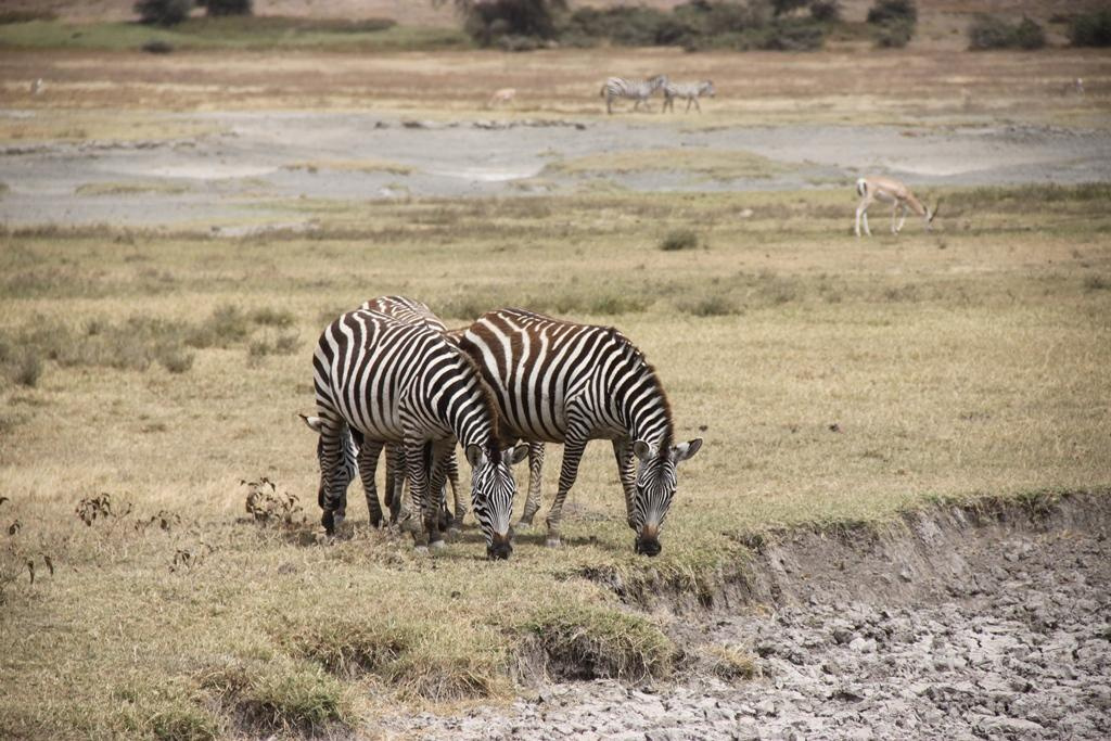 Ngorongoro Conservation Area. Andrey Filippov Photographer