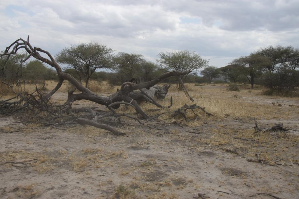 Tarangire National Park Tanzania. Andrey Filippov Photographer