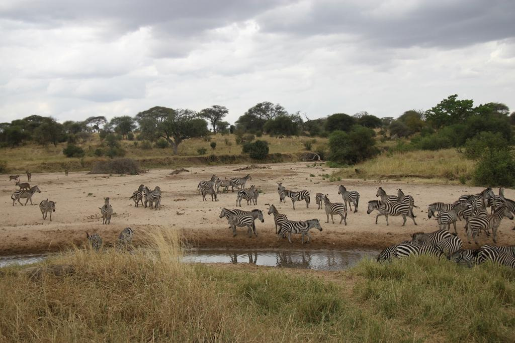Tarangire National Park Tanzania. Andrey Filippov Photographer