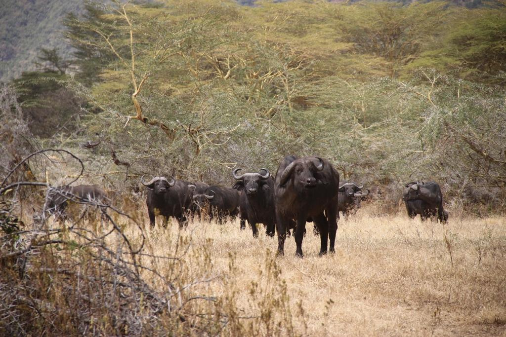 Ngorongoro Conservation Area. Andrey Filippov Photographer