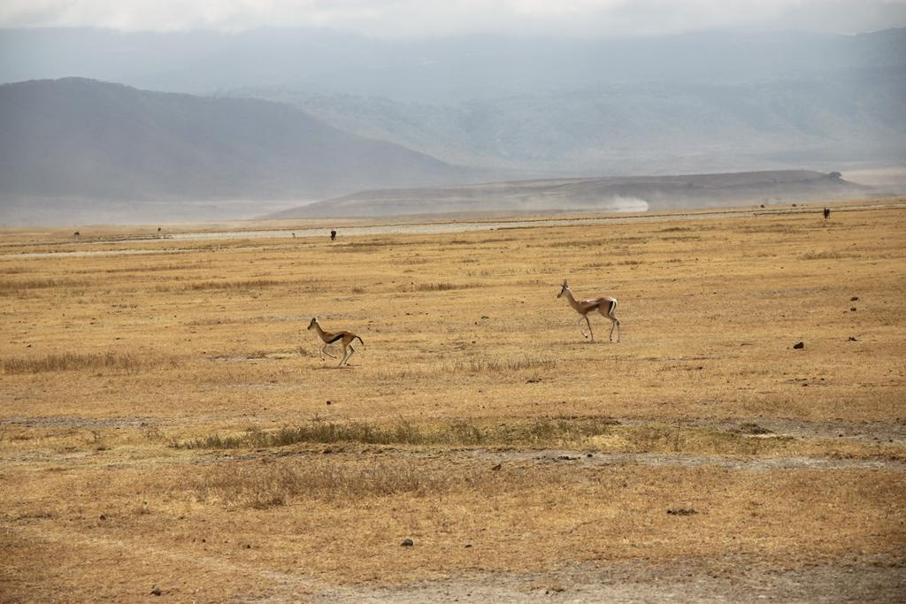 Ngorongoro Conservation Area. Andrey Filippov Photographer