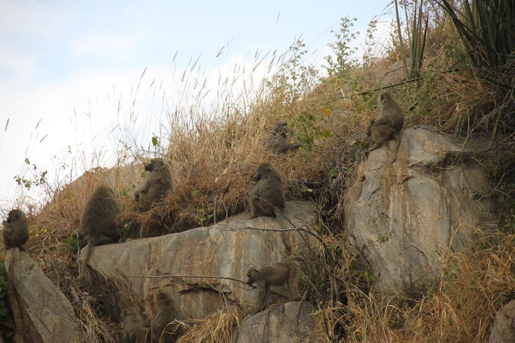 Tarangire National Park Tanzania. Andrey Filippov Photographer