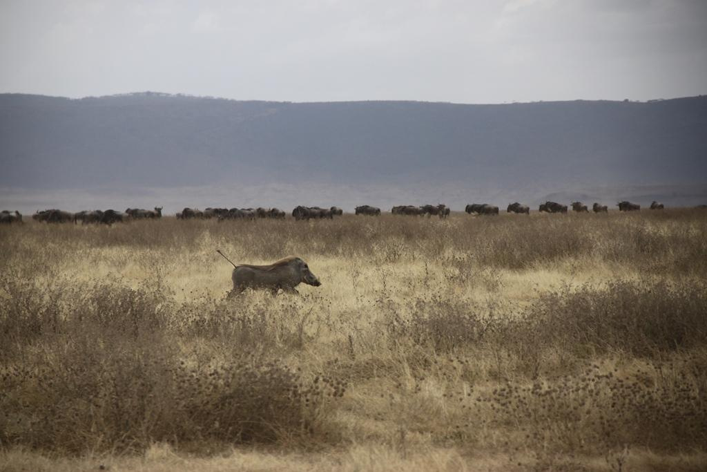Ngorongoro Conservation Area. Andrey Filippov Photographer