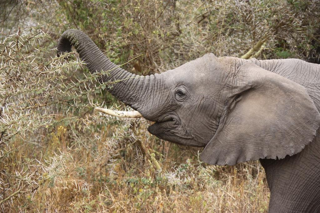 Ngorongoro Conservation Area. Andrey Filippov Photographer