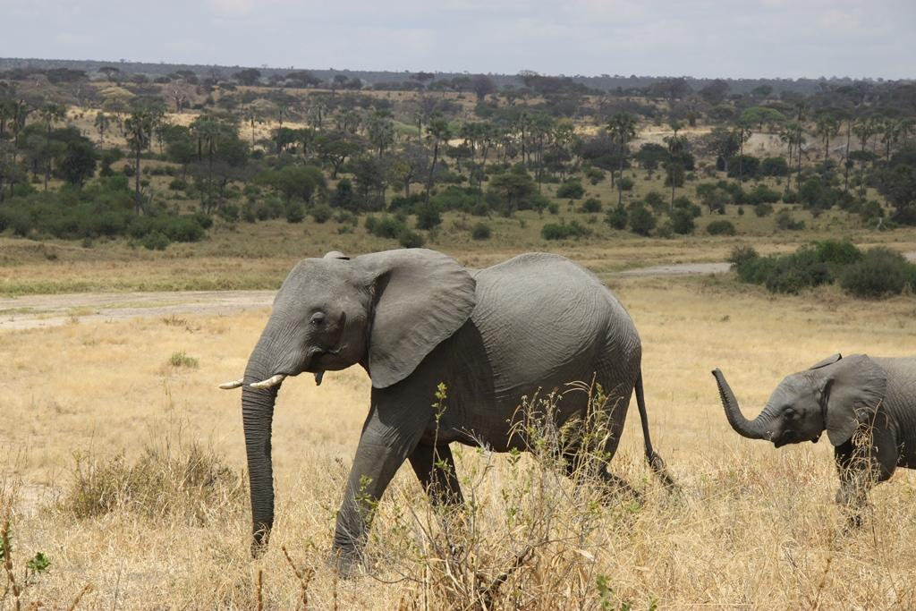 Tarangire National Park Tanzania. Andrey Filippov Photographer
