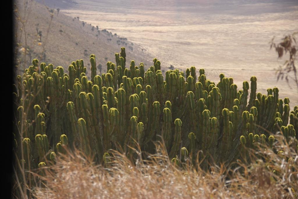Ngorongoro Conservation Area. Andrey Filippov Photographer