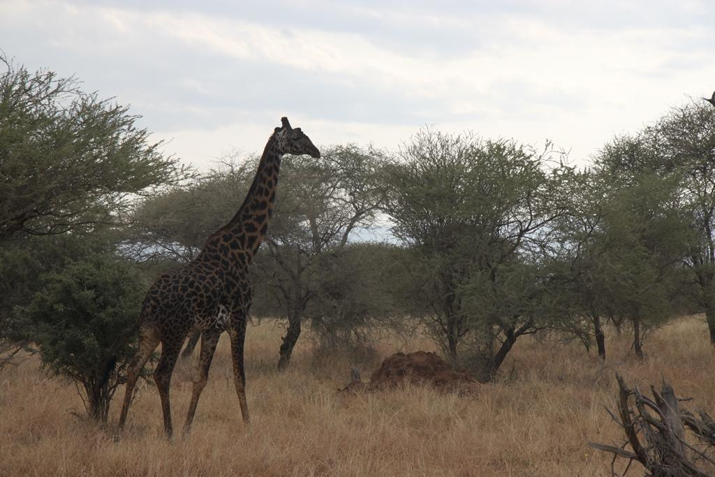 Tarangire National Park Tanzania. Andrey Filippov Photographer