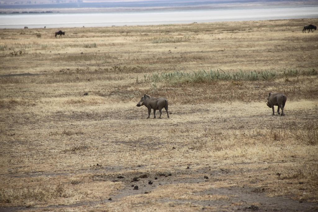Ngorongoro Conservation Area. Andrey Filippov Photographer