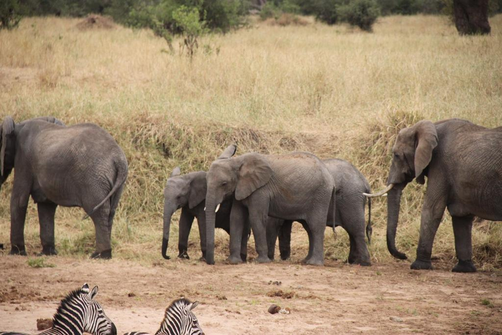 Tarangire National Park Tanzania. Andrey Filippov Photographer