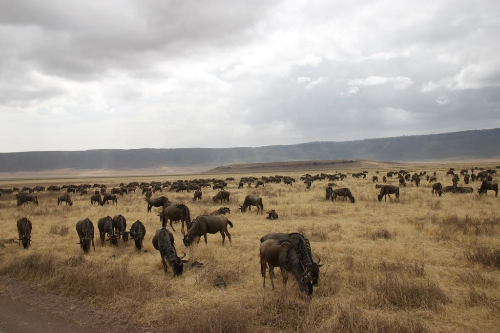 Ngorongoro Conservation Area. Andrey Filippov Photographer