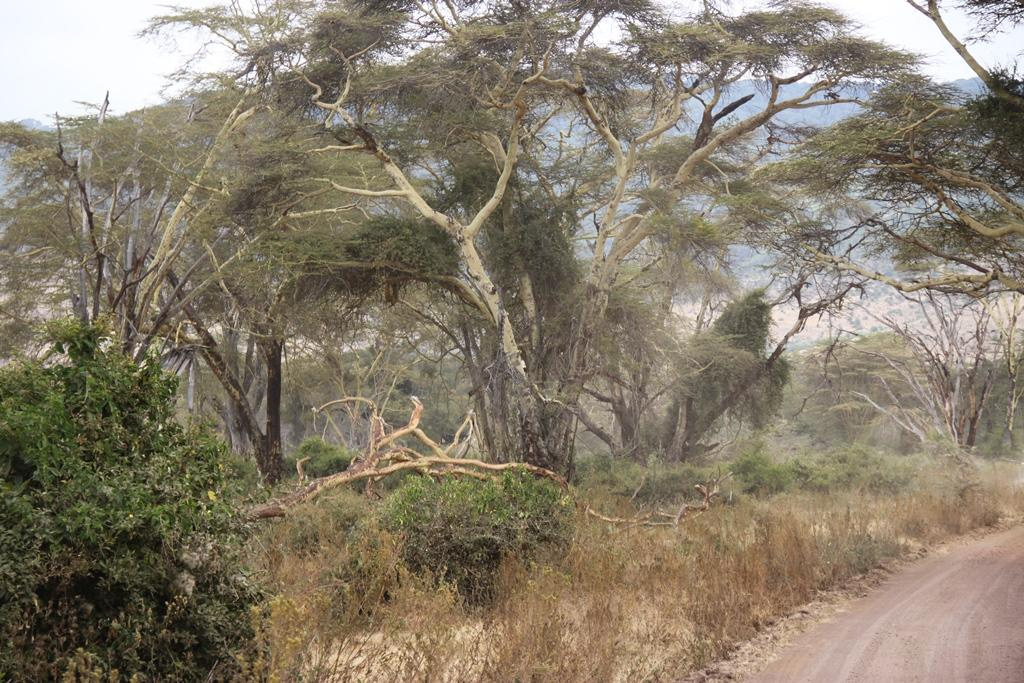 Ngorongoro Conservation Area. Andrey Filippov Photographer