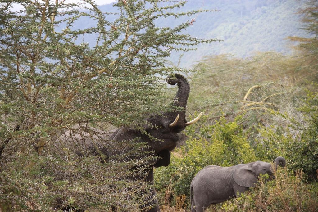 Ngorongoro Conservation Area. Andrey Filippov Photographer