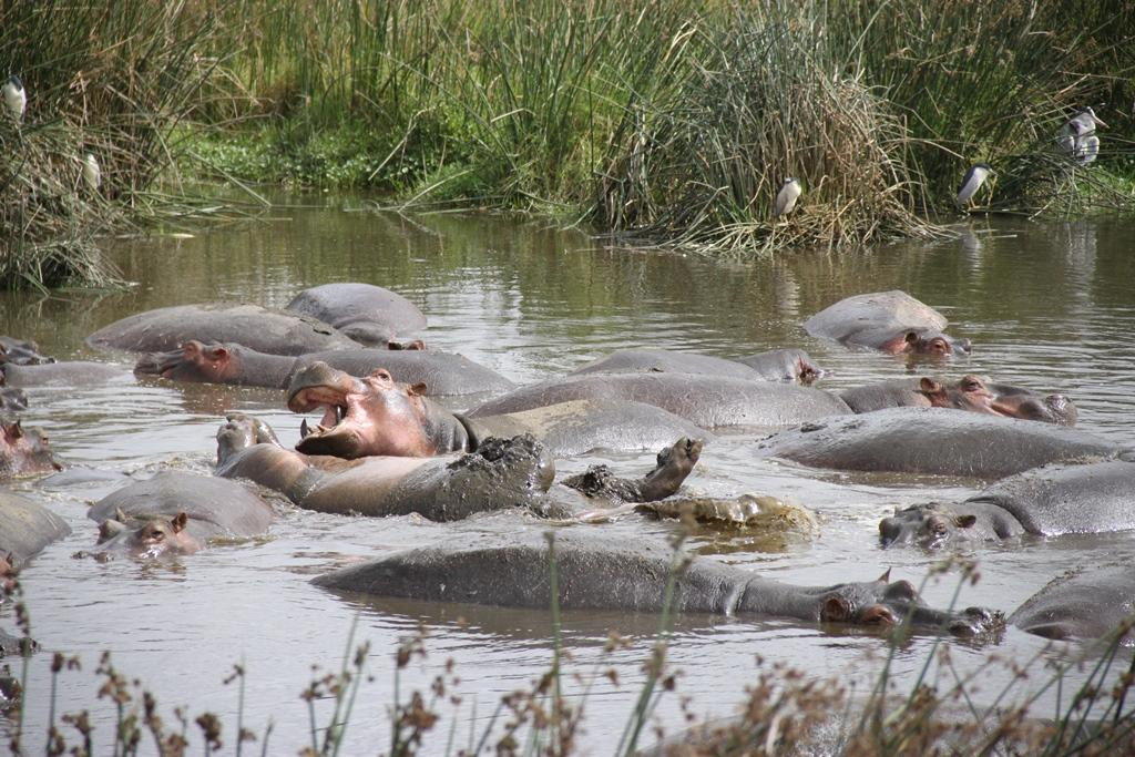 Ngorongoro Conservation Area. Andrey Filippov Photographer