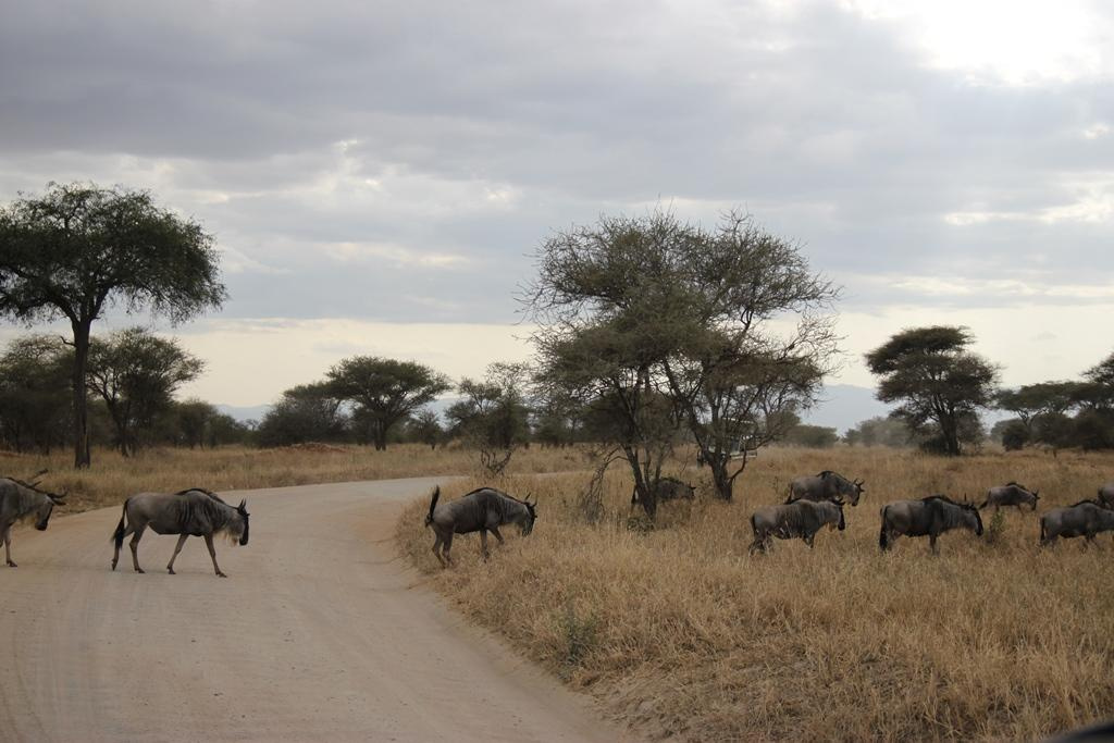 Tarangire National Park Tanzania. Andrey Filippov Photographer