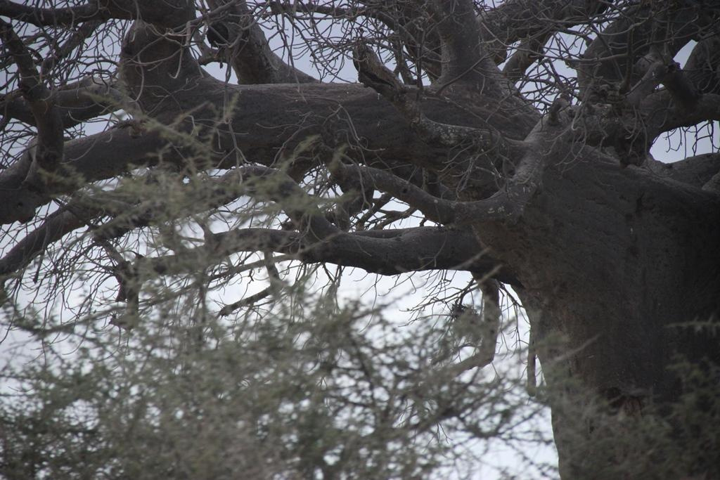 Tarangire National Park Tanzania. Andrey Filippov Photographer
